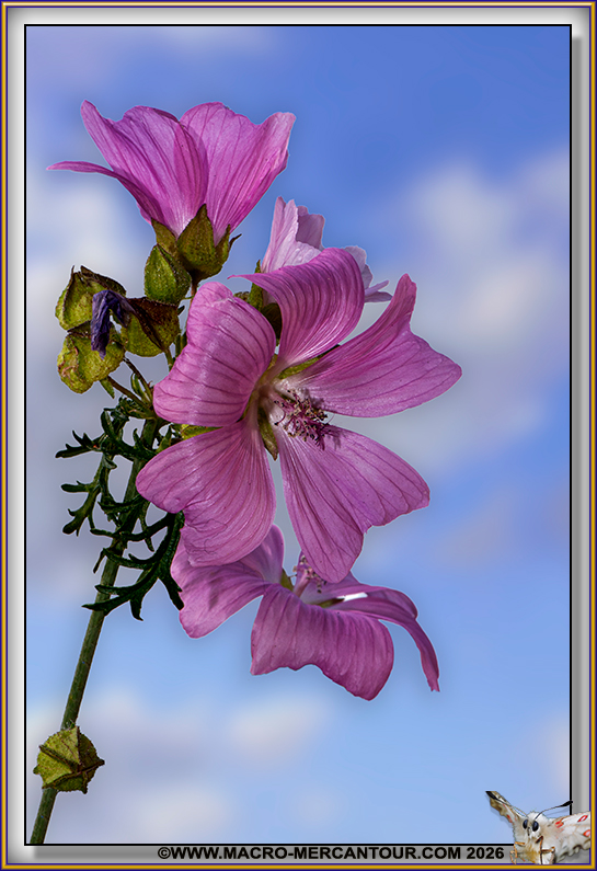 Mauve alc&eacute;e